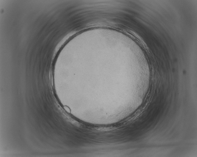 X0000078290796200612011808