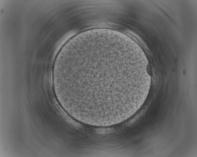 X0000078290804200612011807