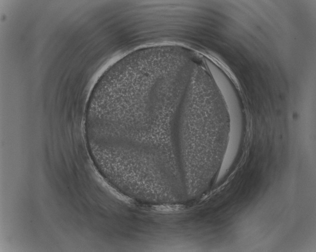 X0000078290805200612011807