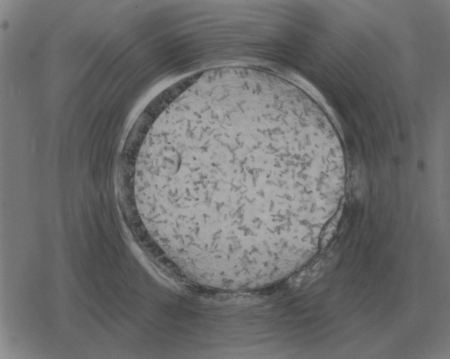 X0000078290811200612011807