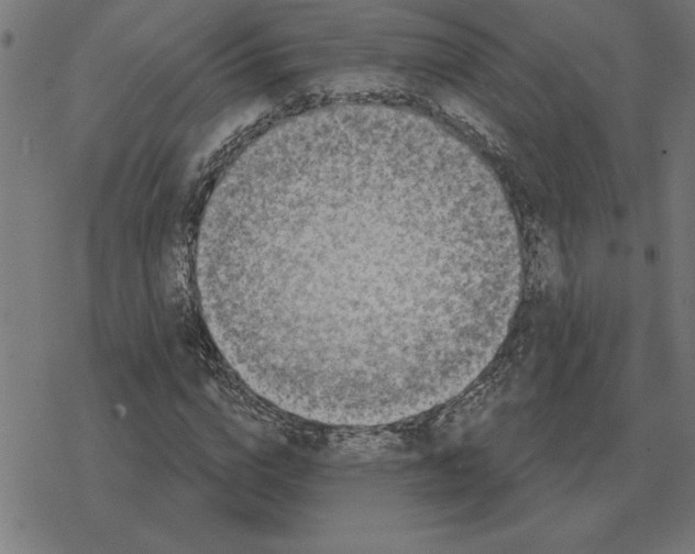 X0000078290824200612011807