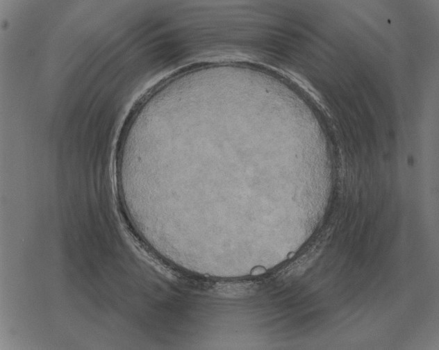 X0000078290840200612011807