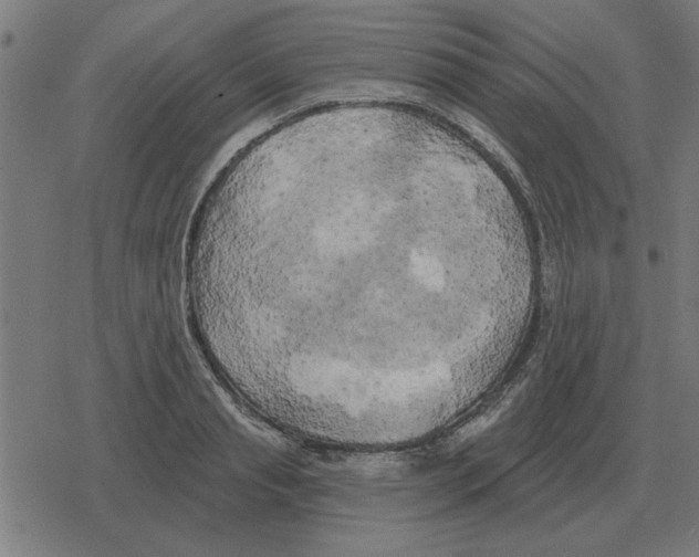 X0000078290845200612011807