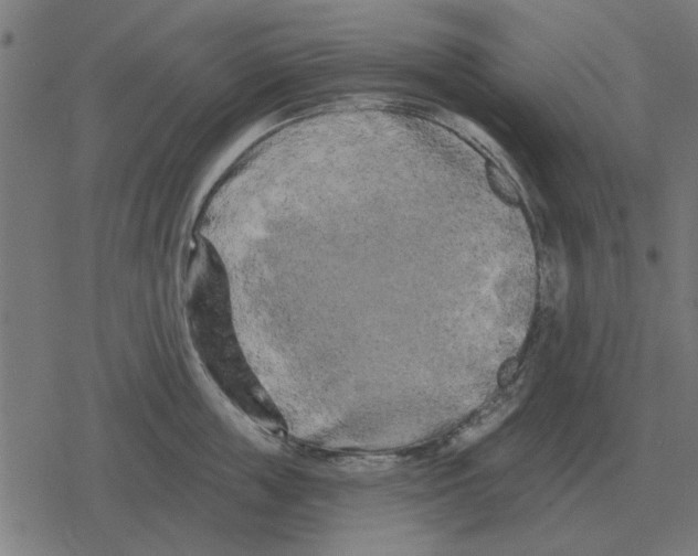 X0000078290859200612011807