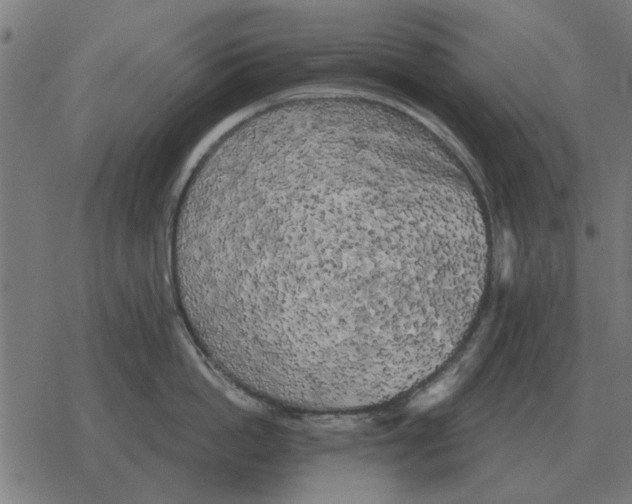 X0000078290862200612011807