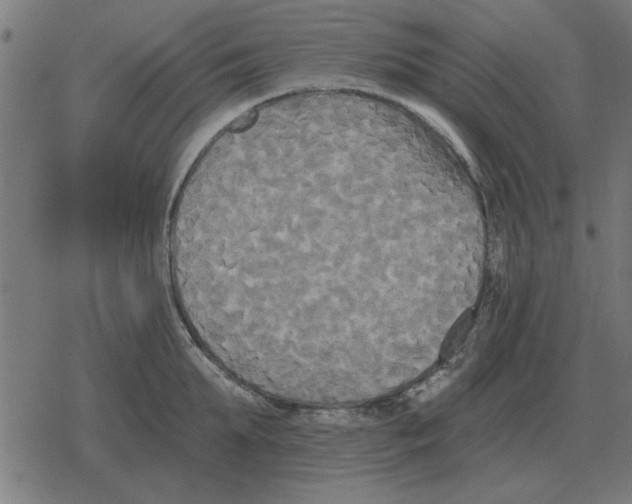 X0000078290903200612011806