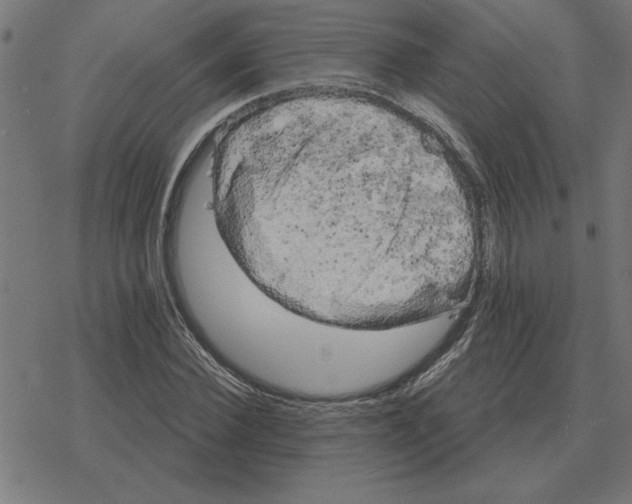 X0000078290924200612011805