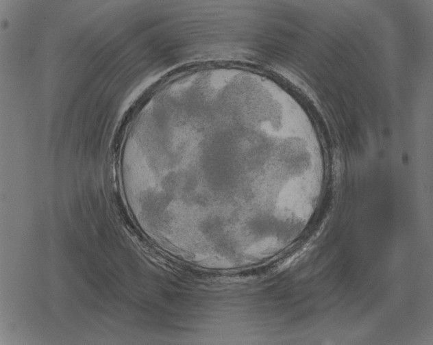 X0000078290925200612011805