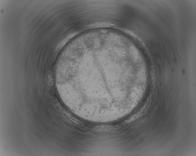 X0000078290929200612011805