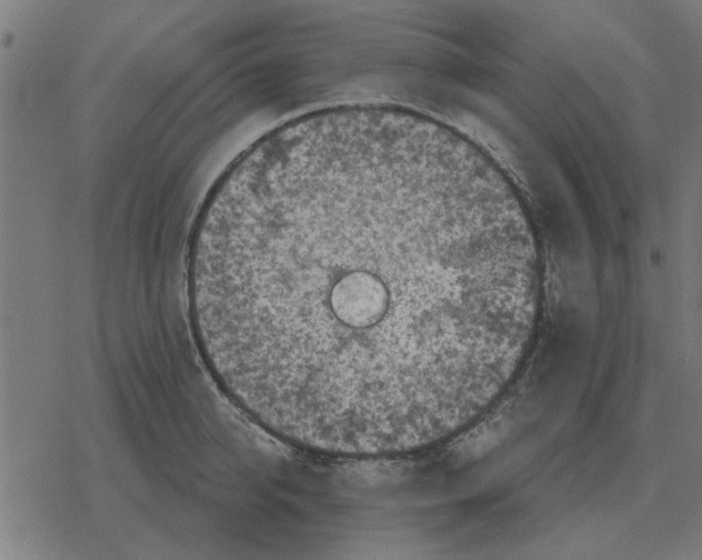 X0000078290950200612011806