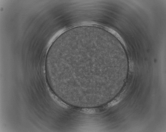 X0000078290954200612011806