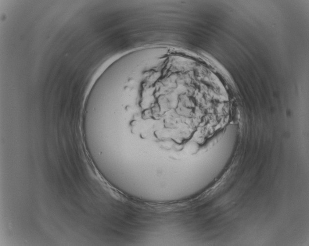 X0000078290956200612011806