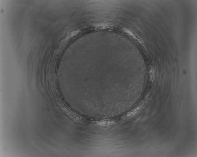 X0000078290961200612011805