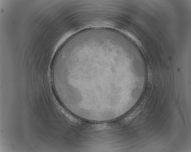 X0000078290990200612011804