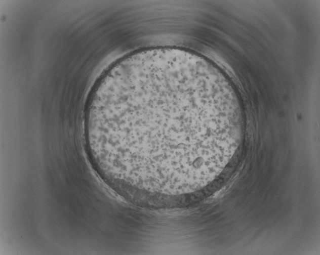 X0000078290992200612011804