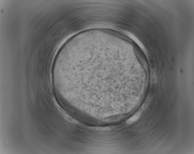 X0000078290996200612011804