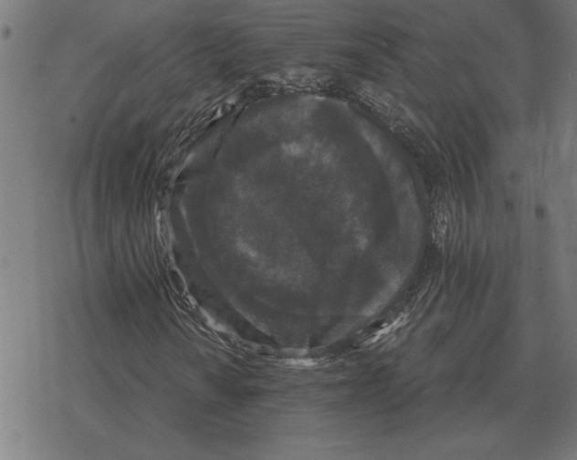 X0000078291010200612011803