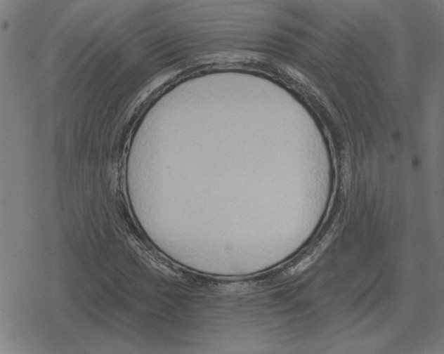 X0000078291017200612011804