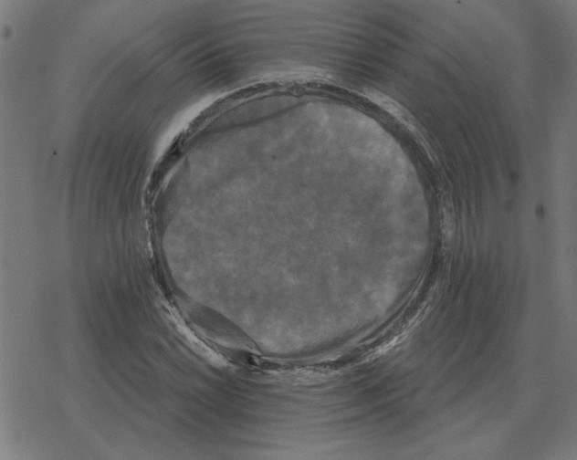 X0000078291022200612011804