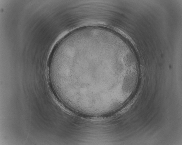 X0000078291029200612011804