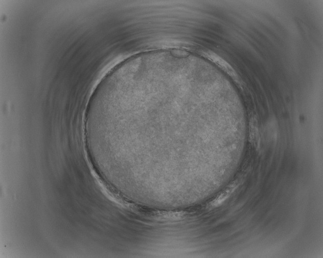 X0000078291039200612011804