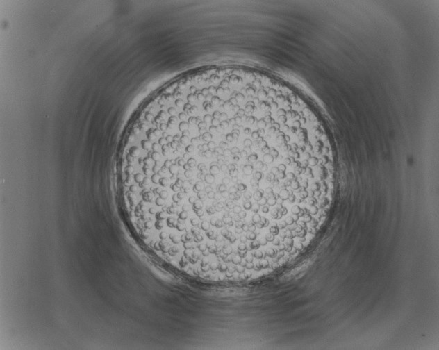 X0000078291040200612011804