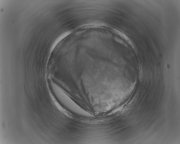 X0000078291042200612011804