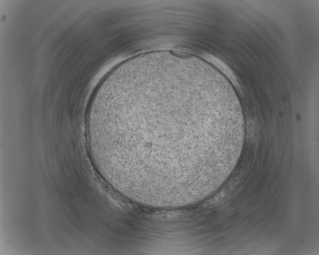 X0000078291051200612011804