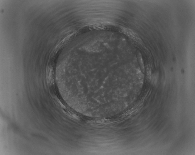 X0000078291060200612011803