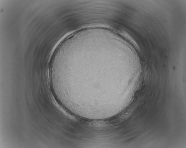 X0000078291092200612011803