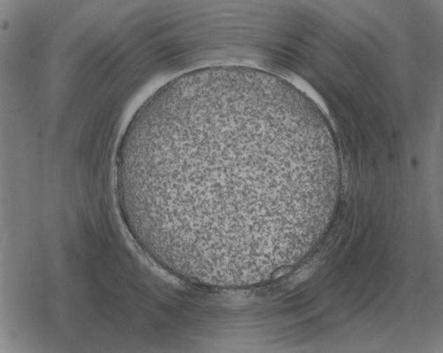 X0000078291096200612011803