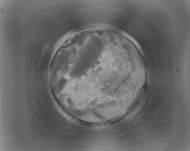 X0000078291099200612011803