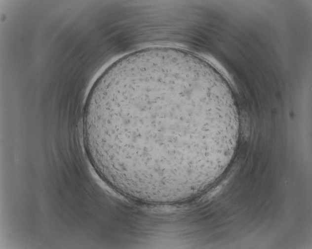 X0000078291100200612011803