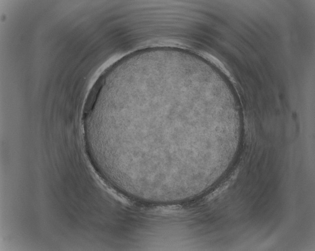 X0000078291133200612011802