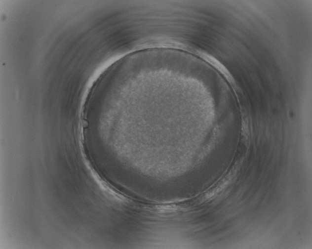 X0000078291144200612011802