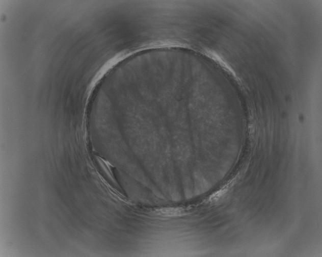 X0000078291173200612011802