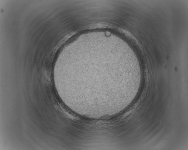 X0000078291217200612011801