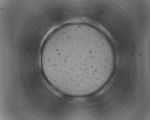 X0000078291224200612011801