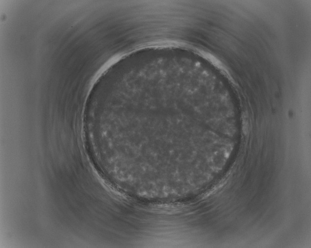 X0000078291229200612011801