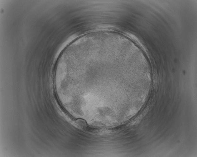 X0000078291235200612011801