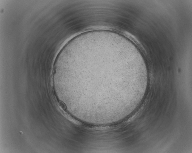 X0000078291236200612011801