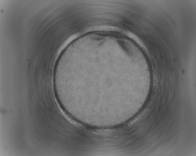 X0000078291237200612011801