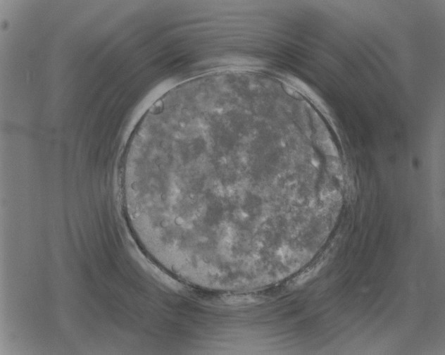 X0000078291243200612011801