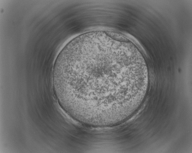 X0000078291244200612011801