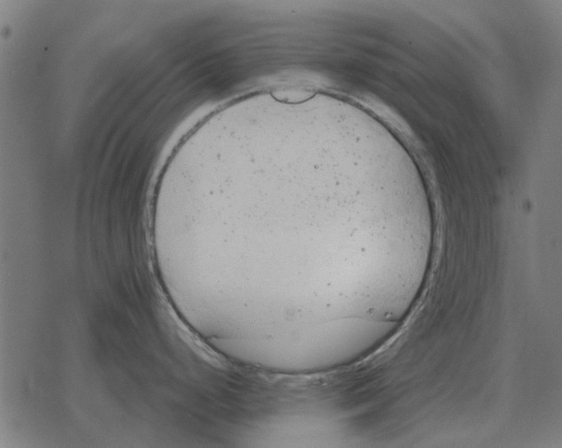 X0000078291248200612011801