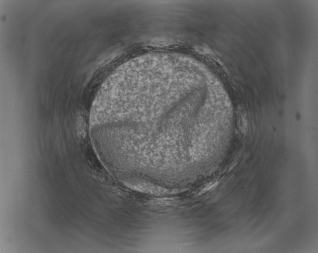 X0000078291253200612011800