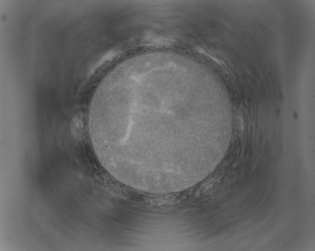 X0000078291254200612011800