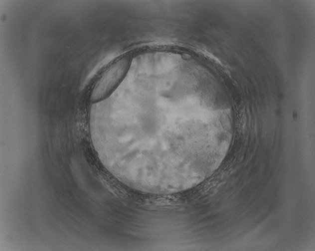 X0000078291255200612011800