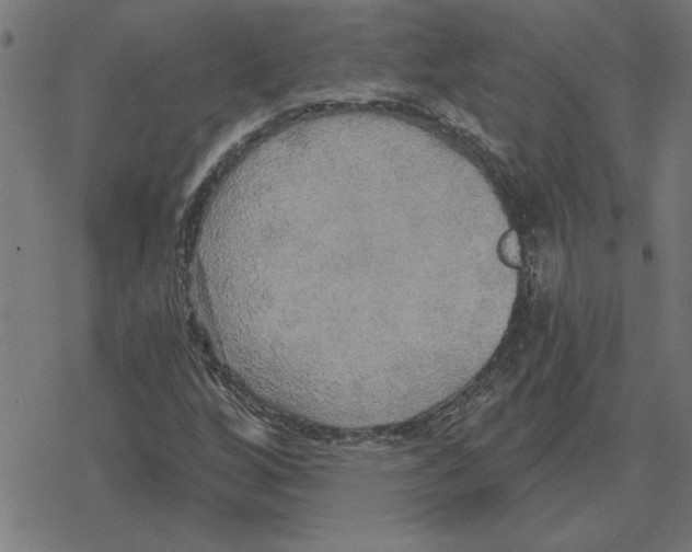 X0000078291256200612011800