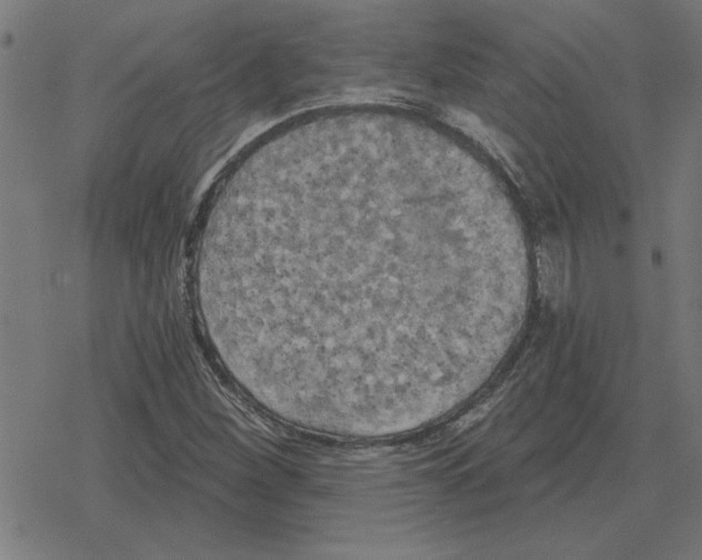 X0000078291260200612011800